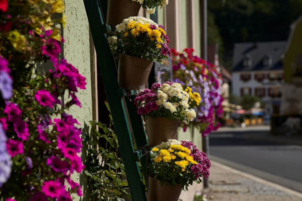reposicion periódica de arreglos florales para comunidades en Zaragoza